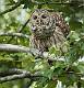 Kirms Photography Barred Owl-5